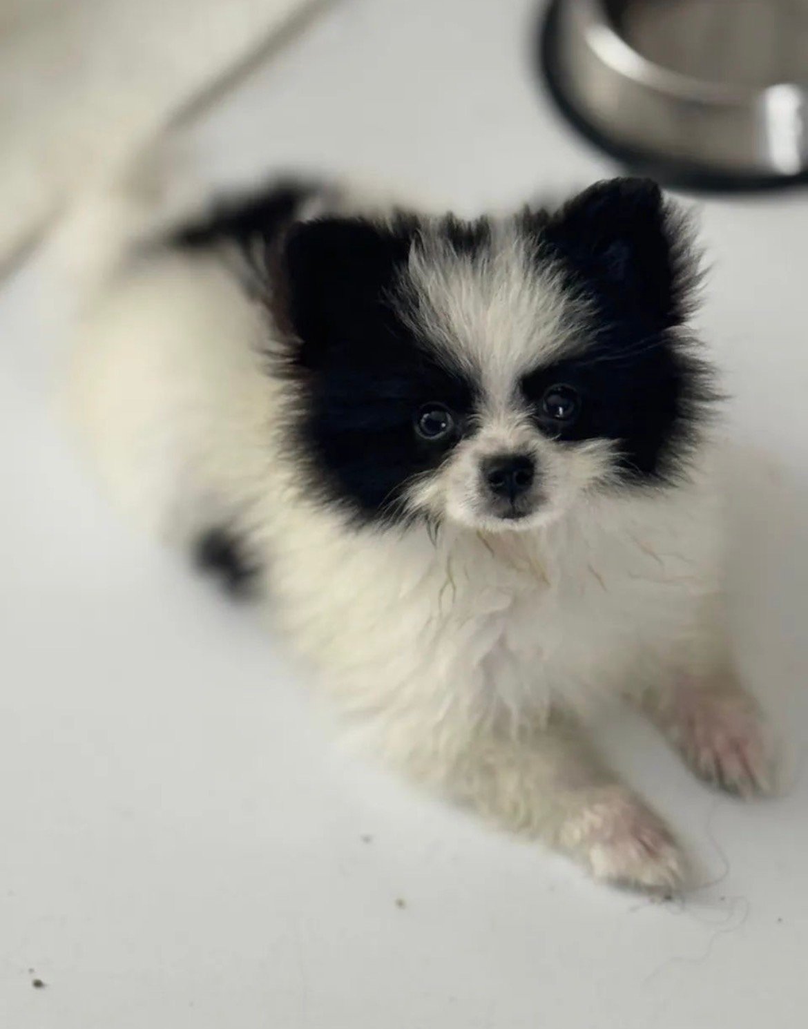 Lulu da pomerania fêmea promoção 