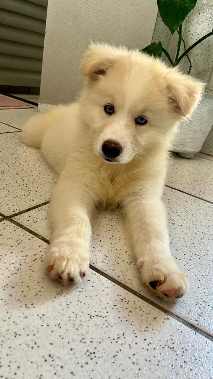 Portal Vendocão Lindo Filhote Macho Husky + Acessórios Fortaleza
