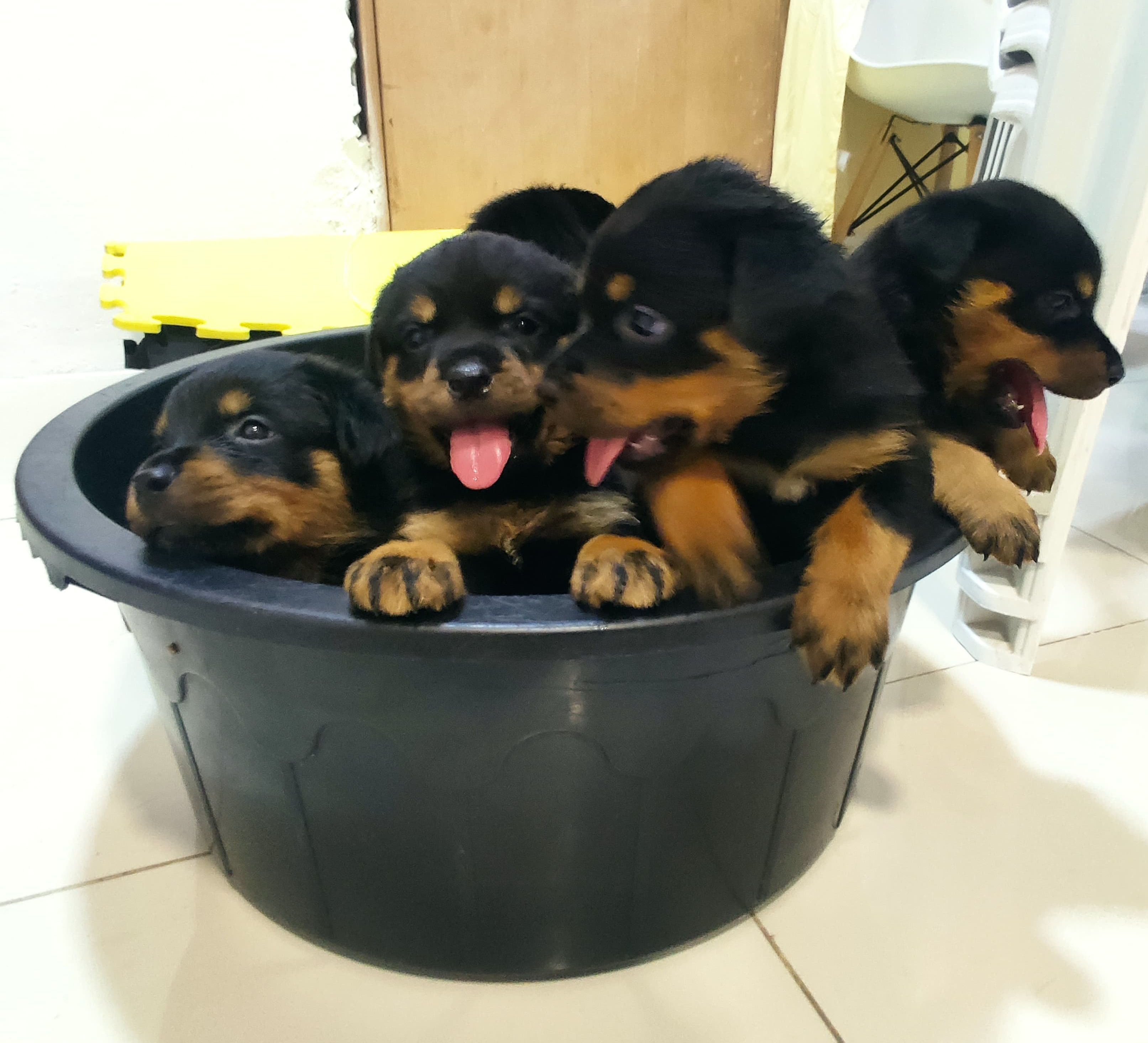 Portal Vendocão Filhotes de rottweiler  Fortaleza 