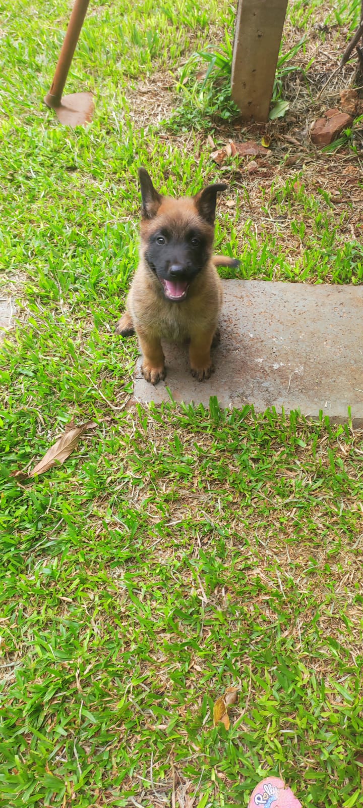Portal Vendocão Filhote Pastor Belga ( Malinois) SAO MIGUEL DO IGUACU