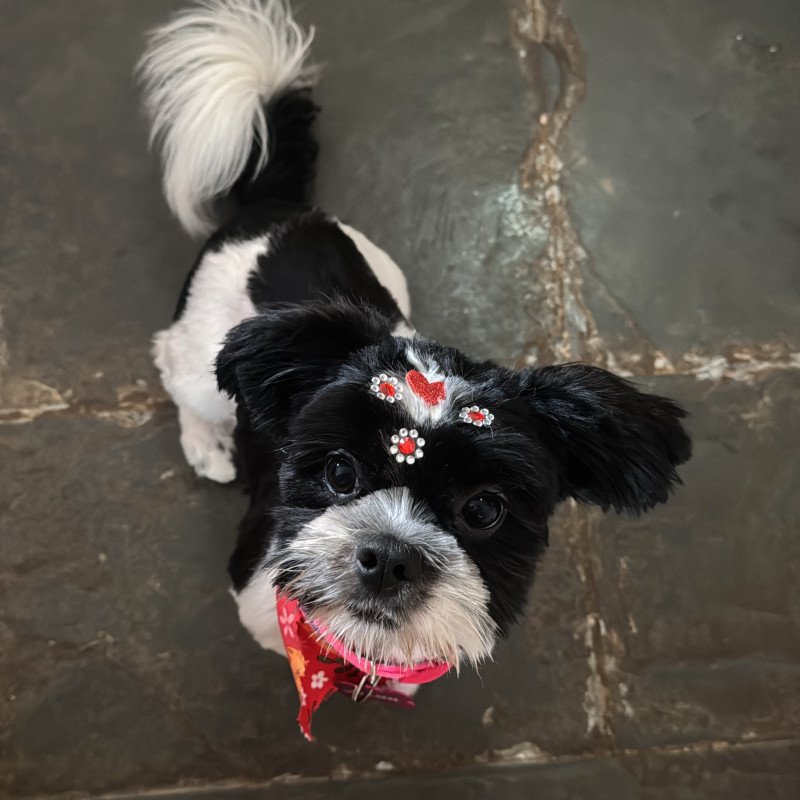 Vende-se Shih Tzu