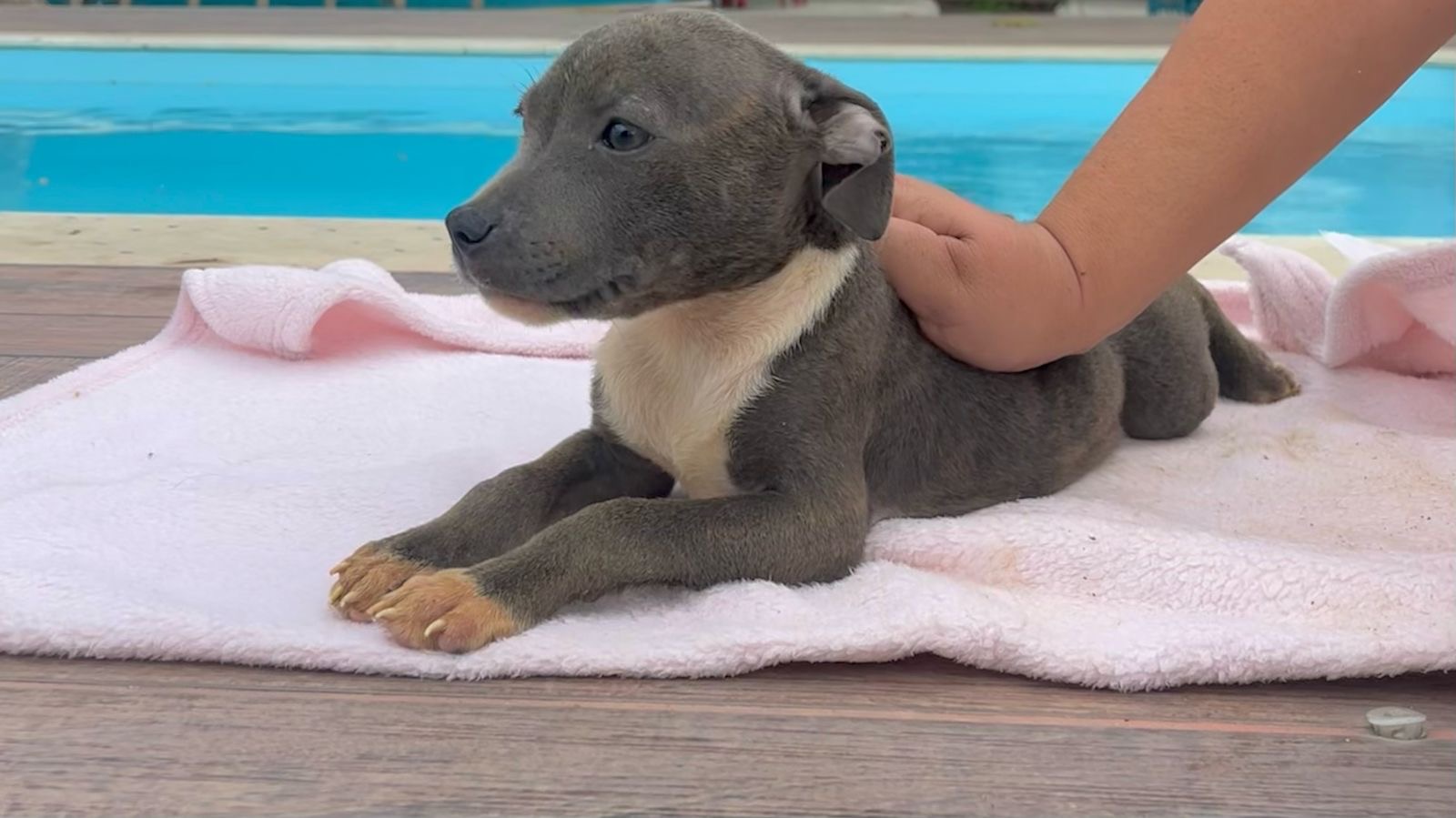 Portal Vendocão Vendo lindos filhotes de Stafforshire bull terrier  Maricá 