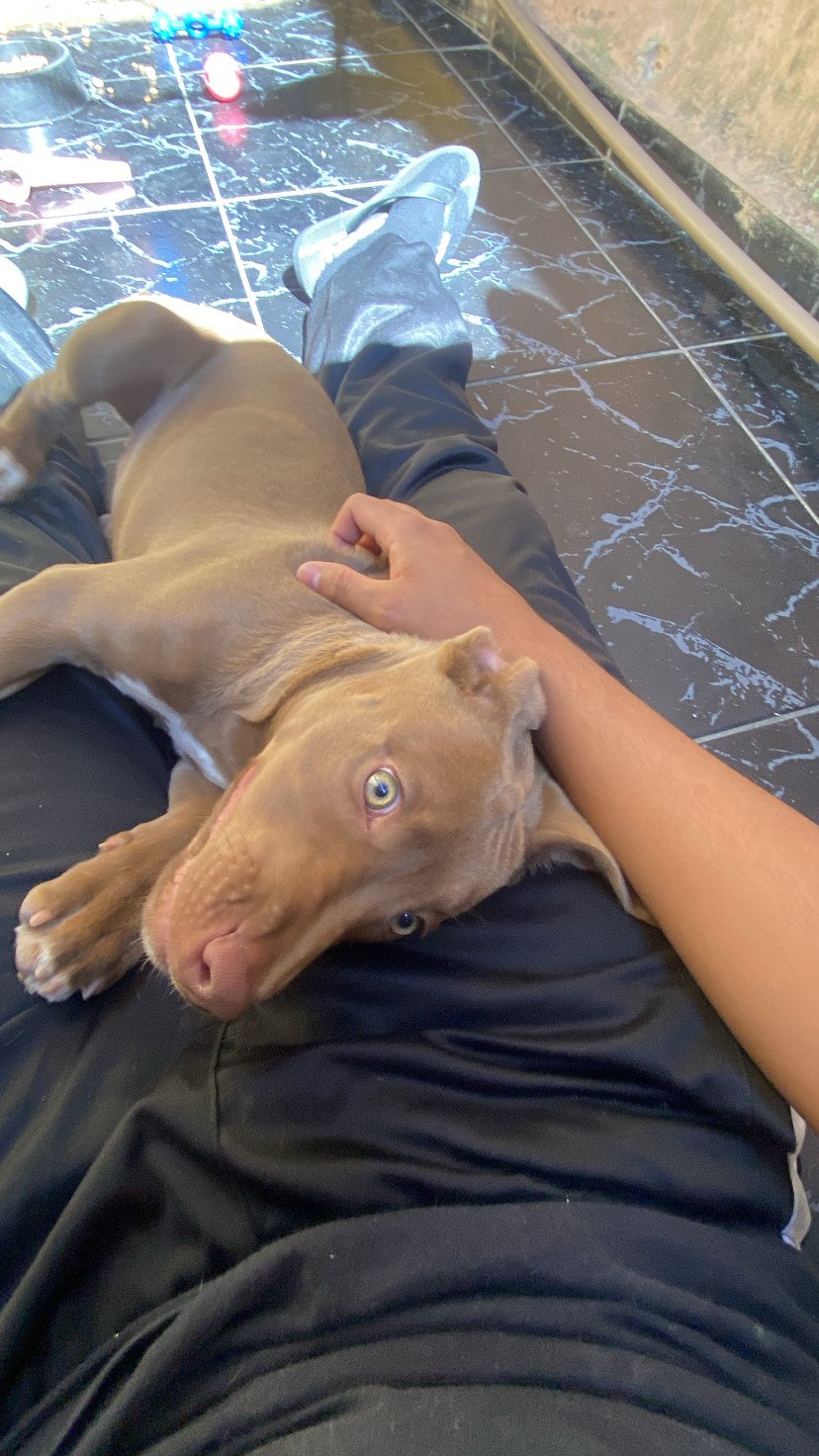 FILHOTE DE PITBUL 3 meses