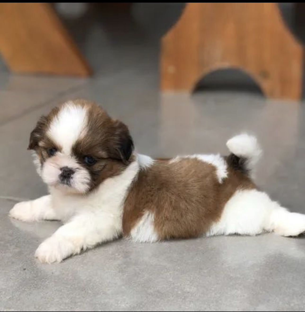 Portal Vendocão Mini shitzu filhotes com garantia e kit Brasília 