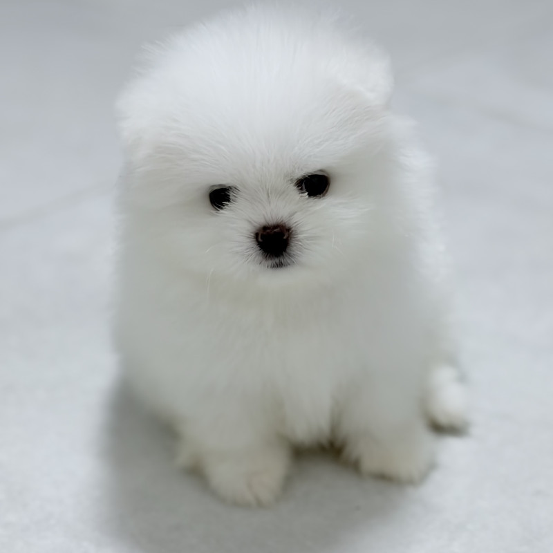 Vendo Lulu da pomerania teddy bear branco - Foto 5
