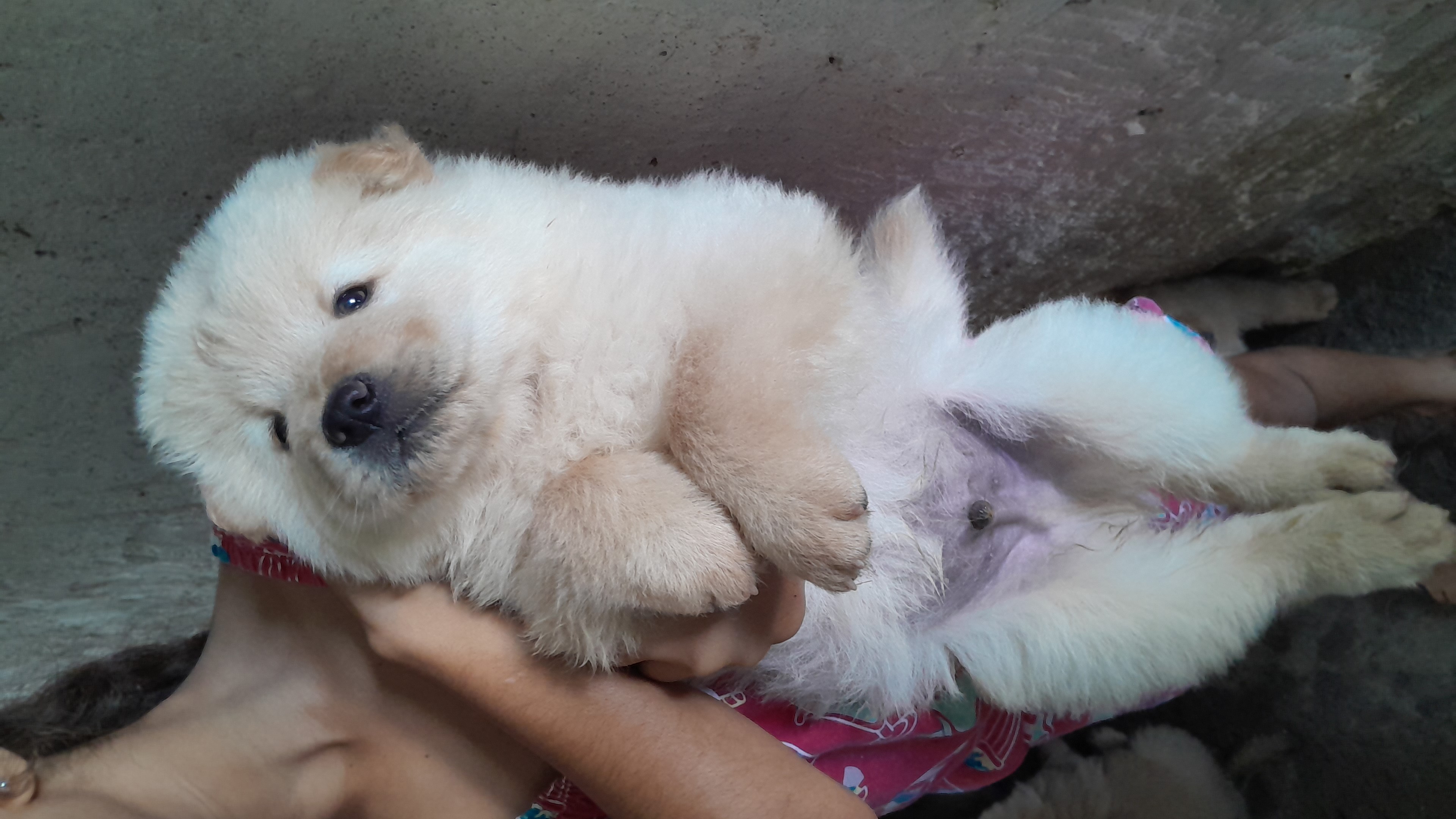 Portal Vendocão Filhote de chow chow puro  Feira de Santana