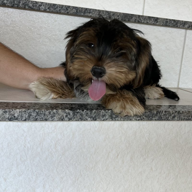 Vendo filhote macho