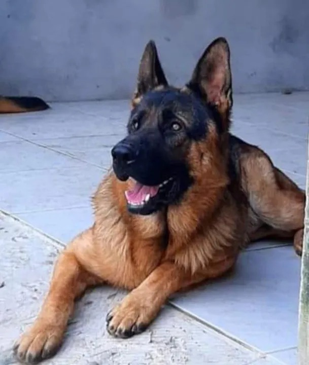 Portal Vendocão Pastor Alemão com Pedigree CRICIUMA