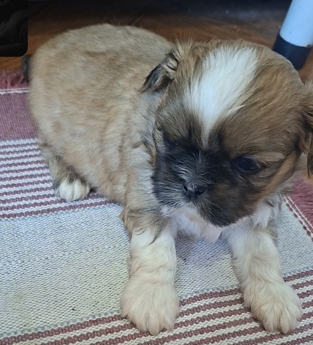 Vendo shih tzu 1200