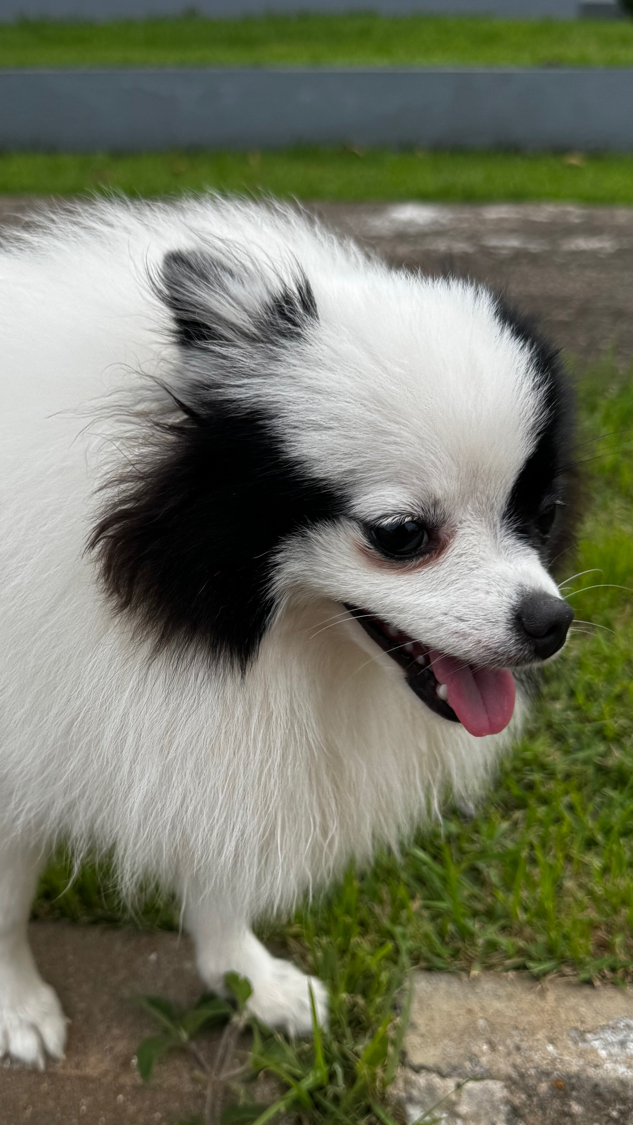 Spitz alemão, pequena, fêmea. 