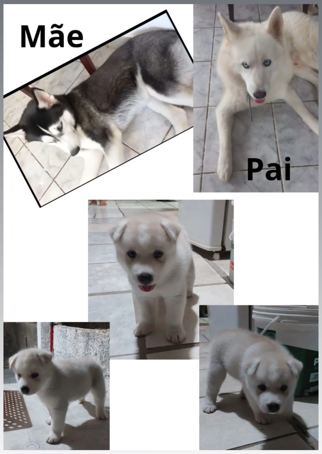 Portal Vendocão Filhote macho com 48 dias  Jaboatão dos Guararapes