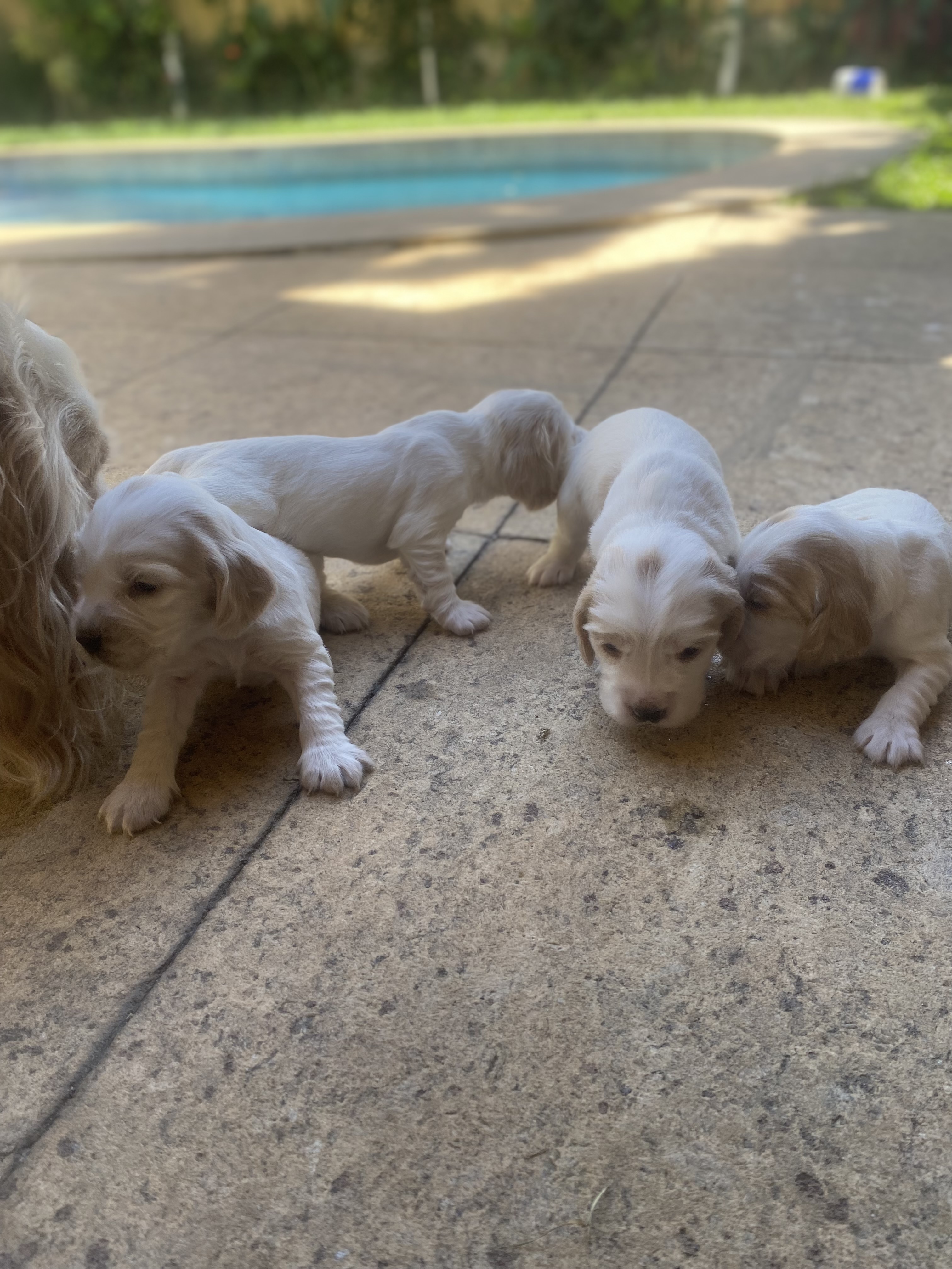 Portal Vendocão Cocker spaniel Rio de Janeiro 
