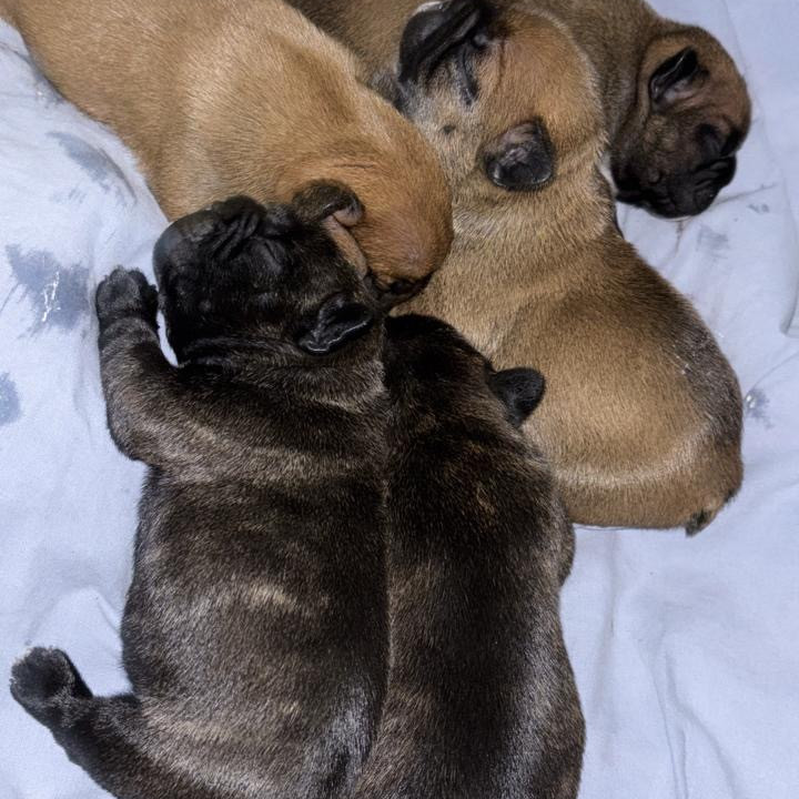 FILHOTE BULDOGUE FRANCÊS - Foto 2