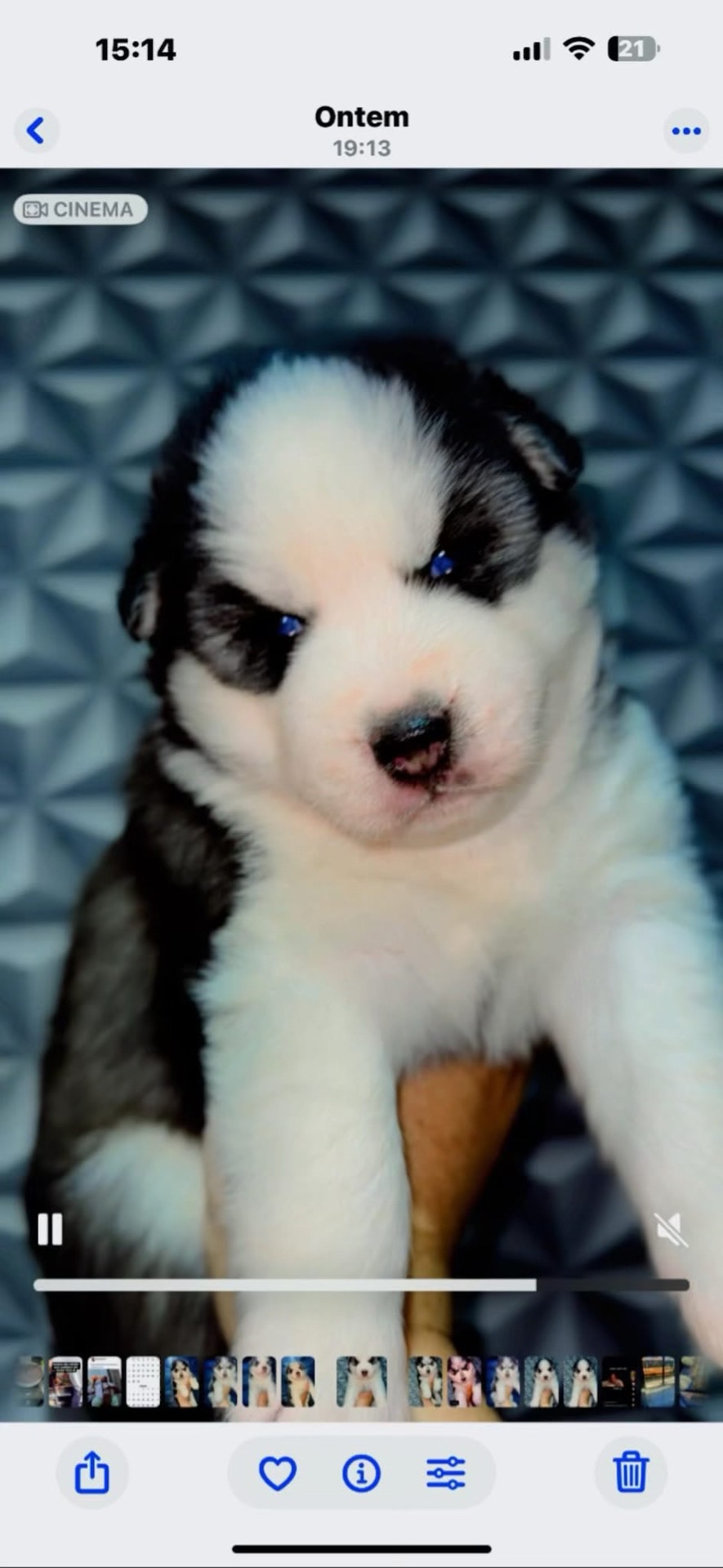 Portal Vendocão Filhotes Husky siberiano  Belo Horizonte 