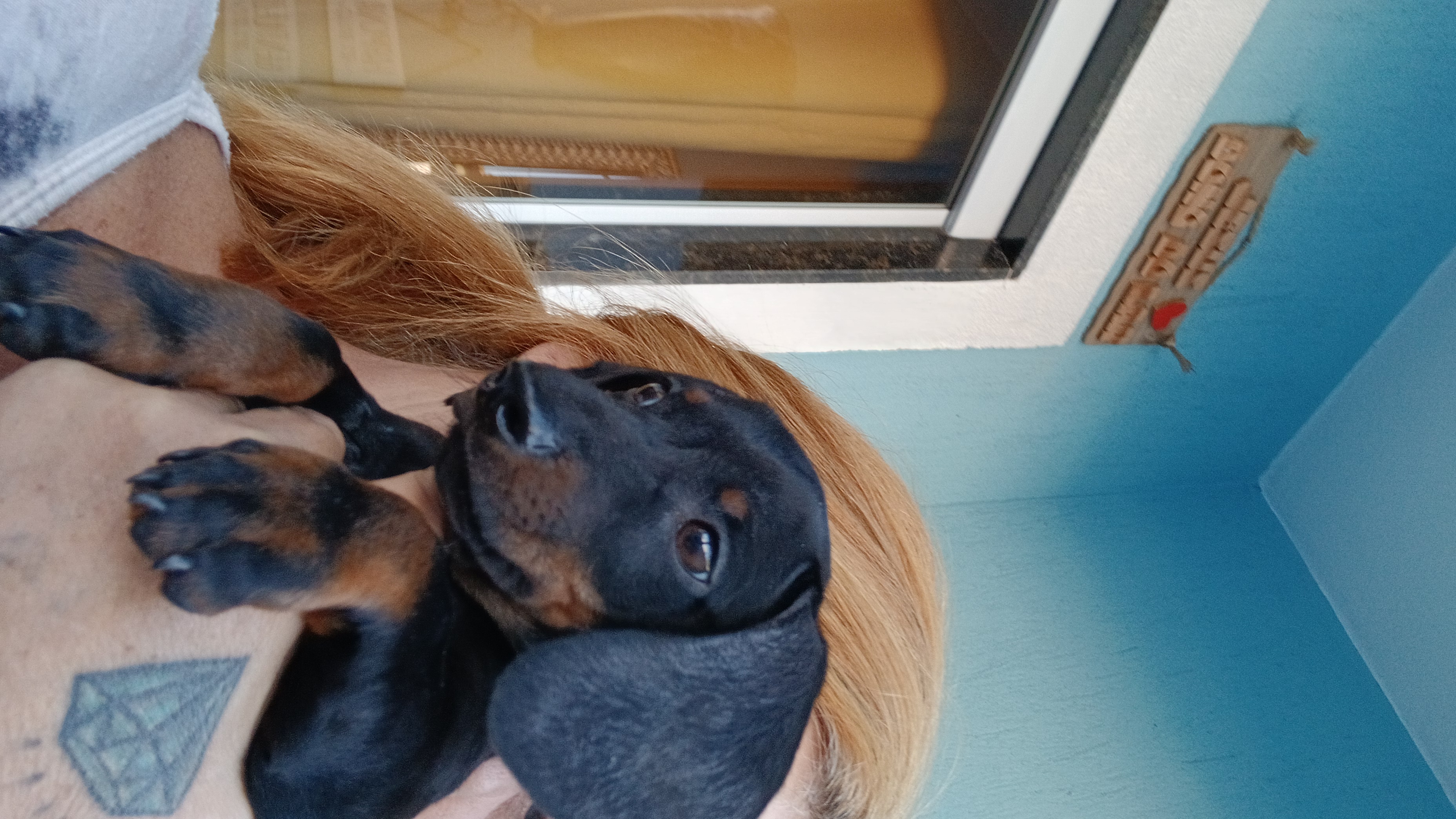 Basset Hound - Foto 2