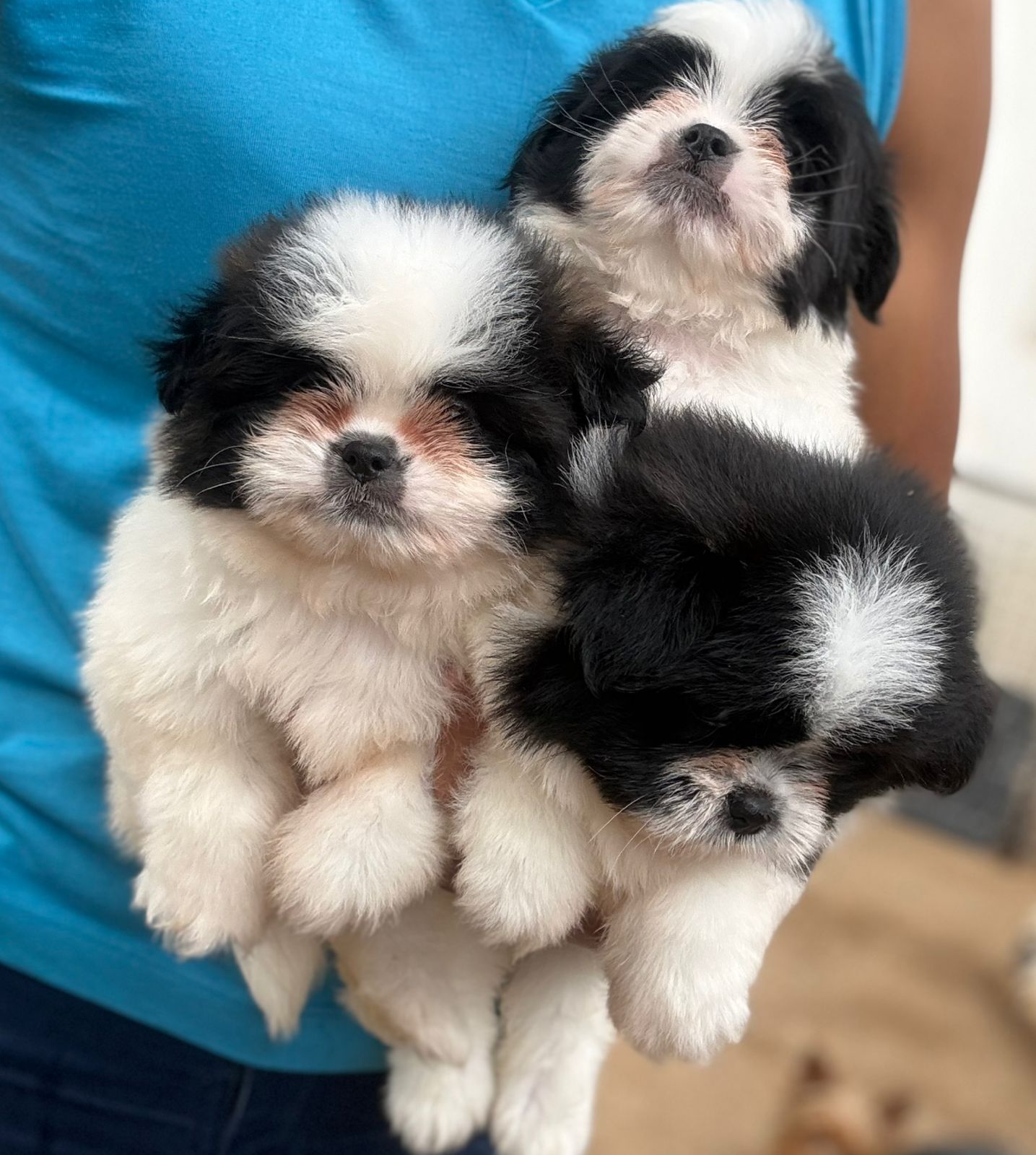 Portal Vendocão Filhote Shitzu micro europeu leia anúncio  Belo Horizonte