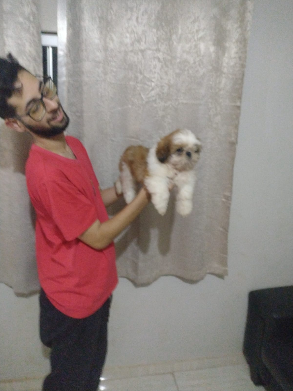 Portal Vendocão Shitzu macho filhote  Brasília