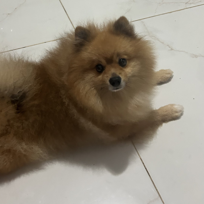 Spitz Alemão Macho – 2 anos  Disponibilizo Spitz Alemão macho, chamado Apolo, com 2 anos de idade.  O Apolo é um cão muito bonito, dócil, inteligente e companheiro. É uma raça conhecida por ser carinhosa, alerta e excelente para conviver com a família.  Informações:  * Raça: Spitz Alemão * Nome: Apo - Foto 2