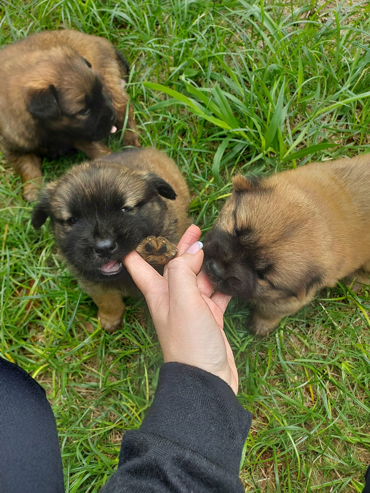 Chow Chow - Foto 4