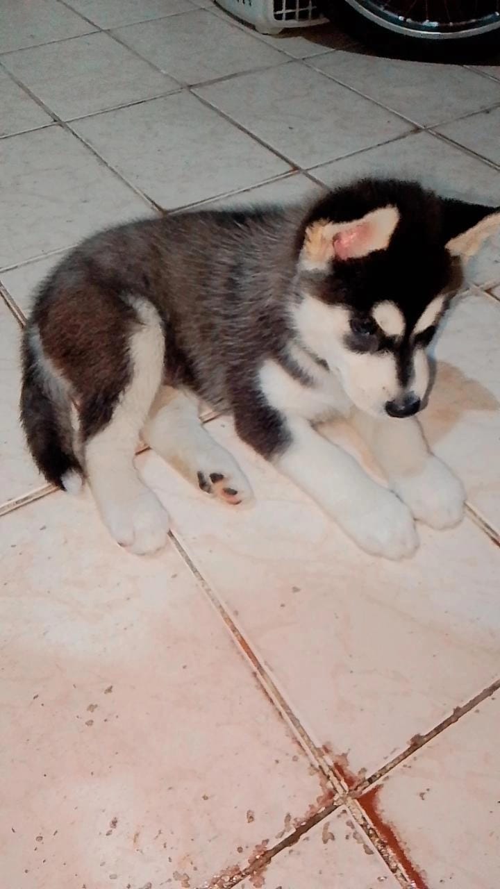 Filhote de husky siberiano macho  - Foto 2