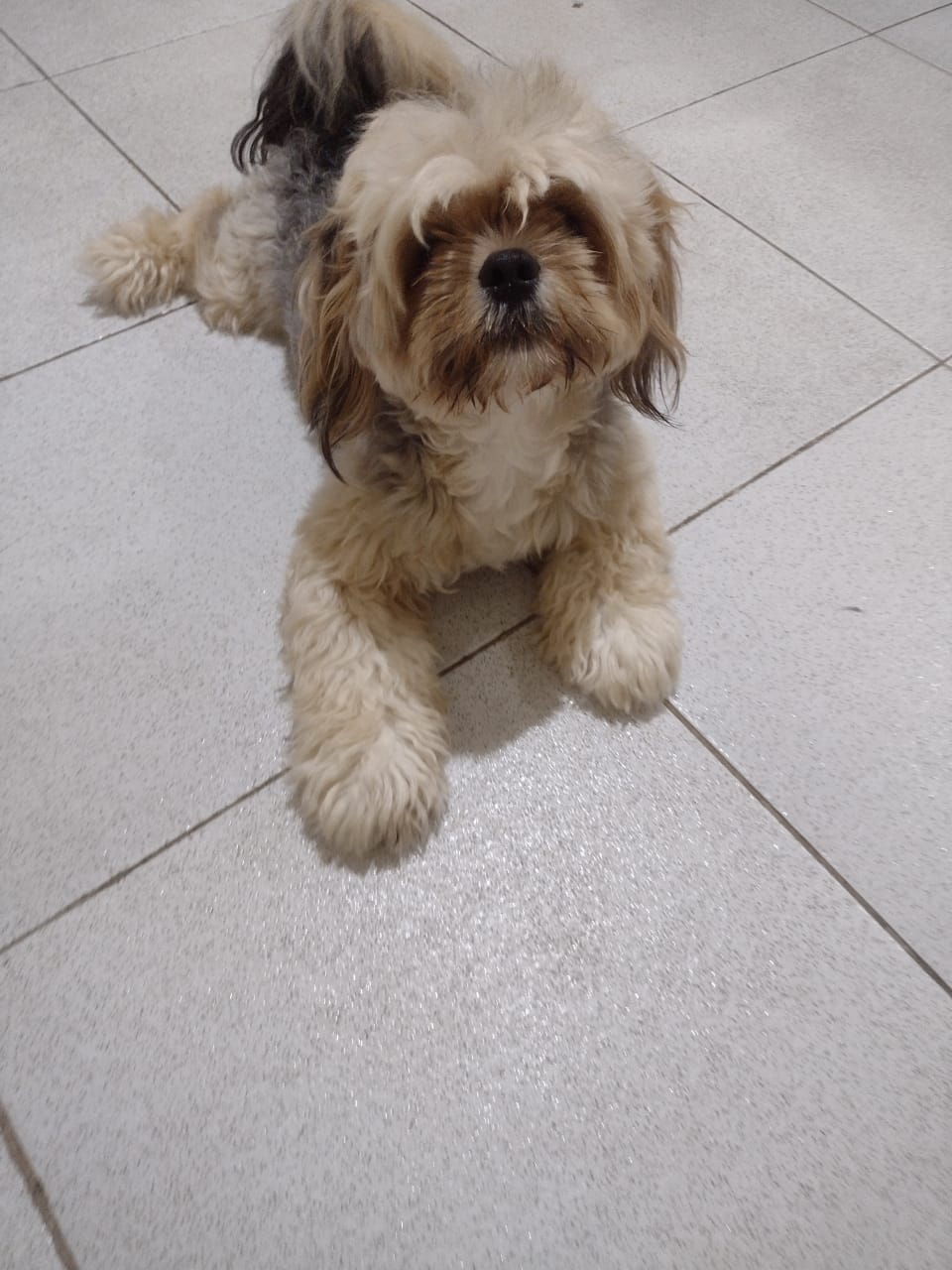 Cachorro shiatsu  - Foto 1