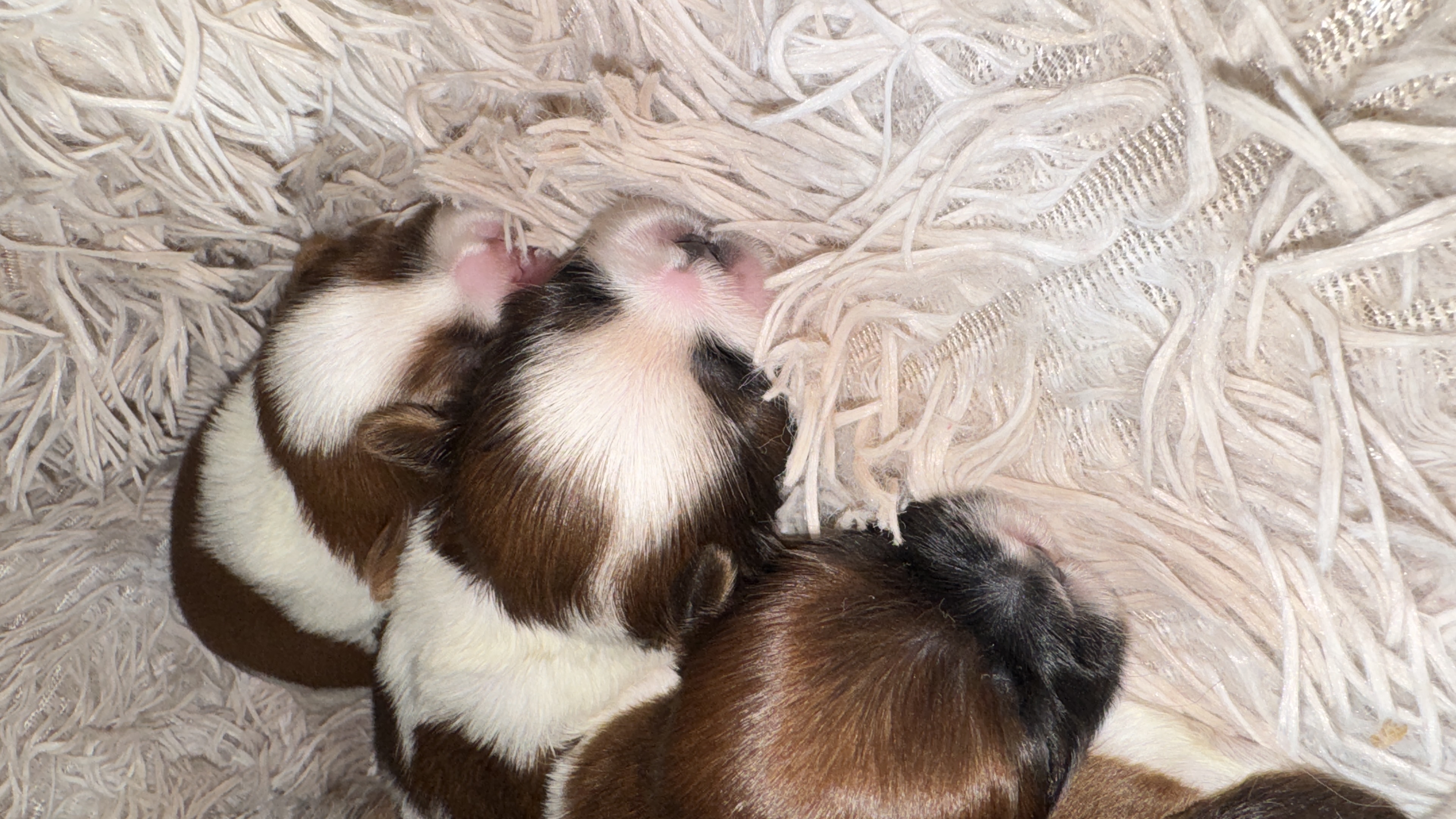  Shih Tzu disponível! - Foto 1