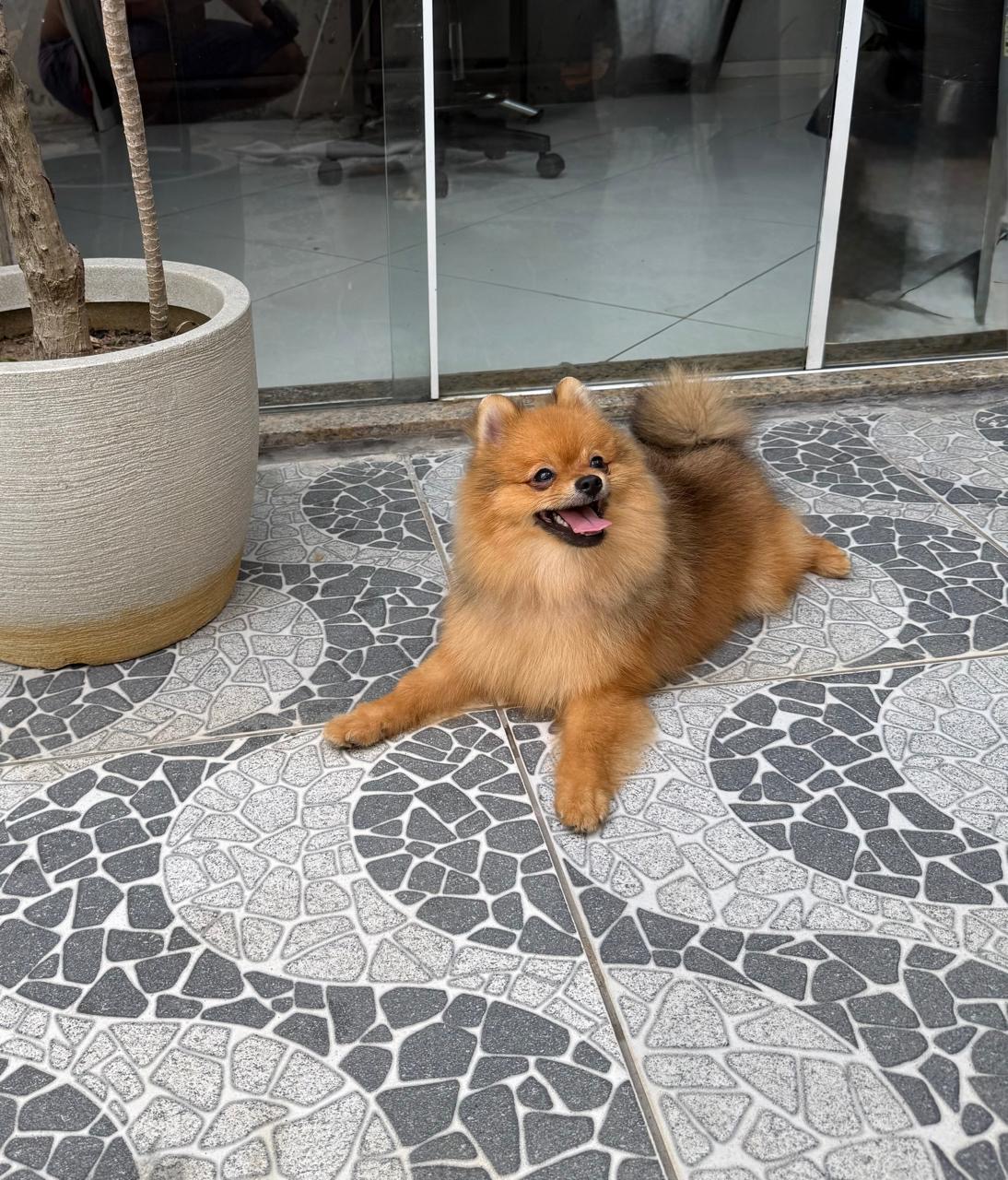 Lindo filhote de Spitz Alemão (Lulu da Pomerânia) macho disponível! - Foto 2