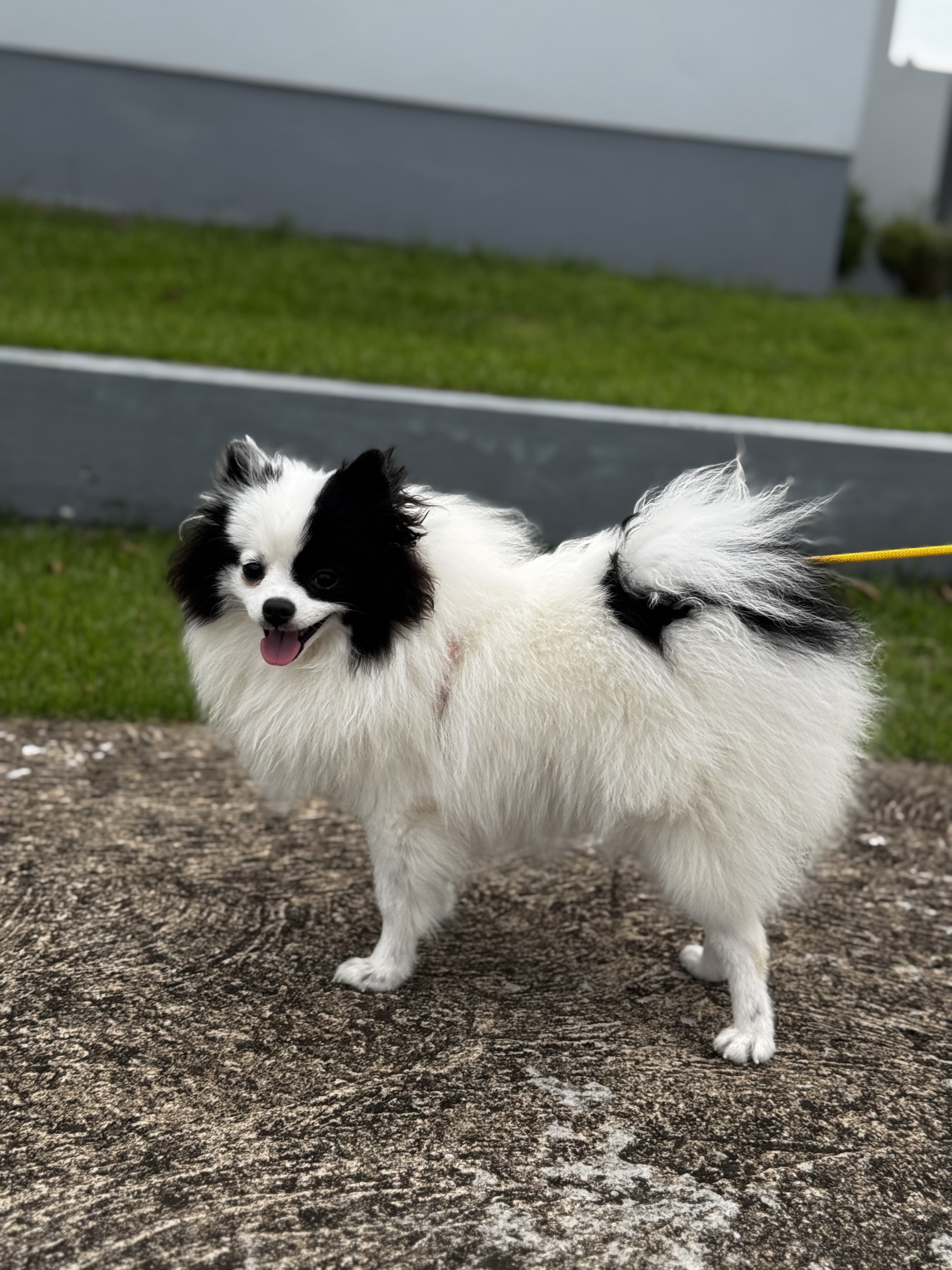 Spitz alemão, pequena, fêmea.  - Foto 2