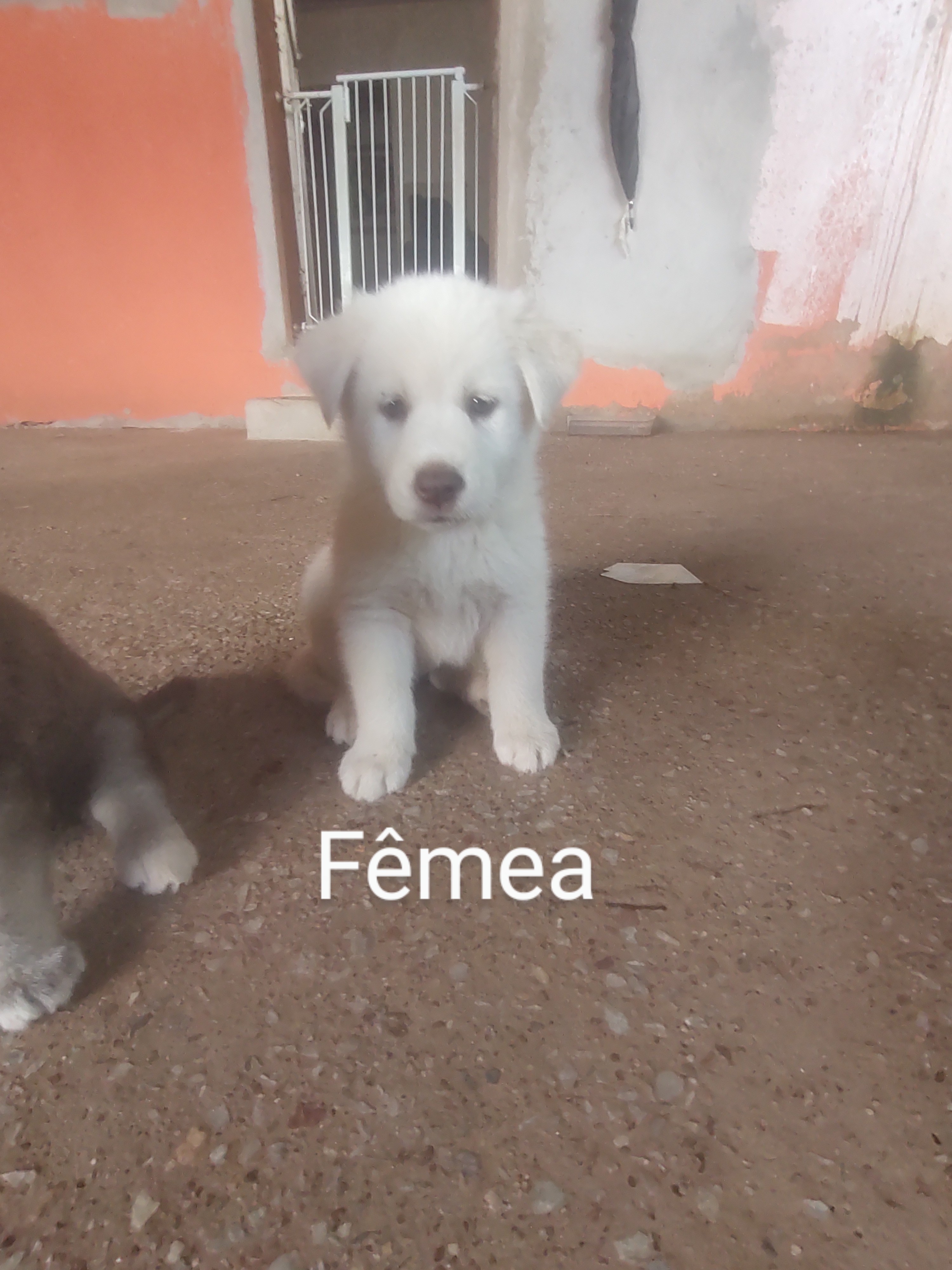 Portal Vendocão Filhotes de Husky com Akita Inu  Águas Lindas de Goiás