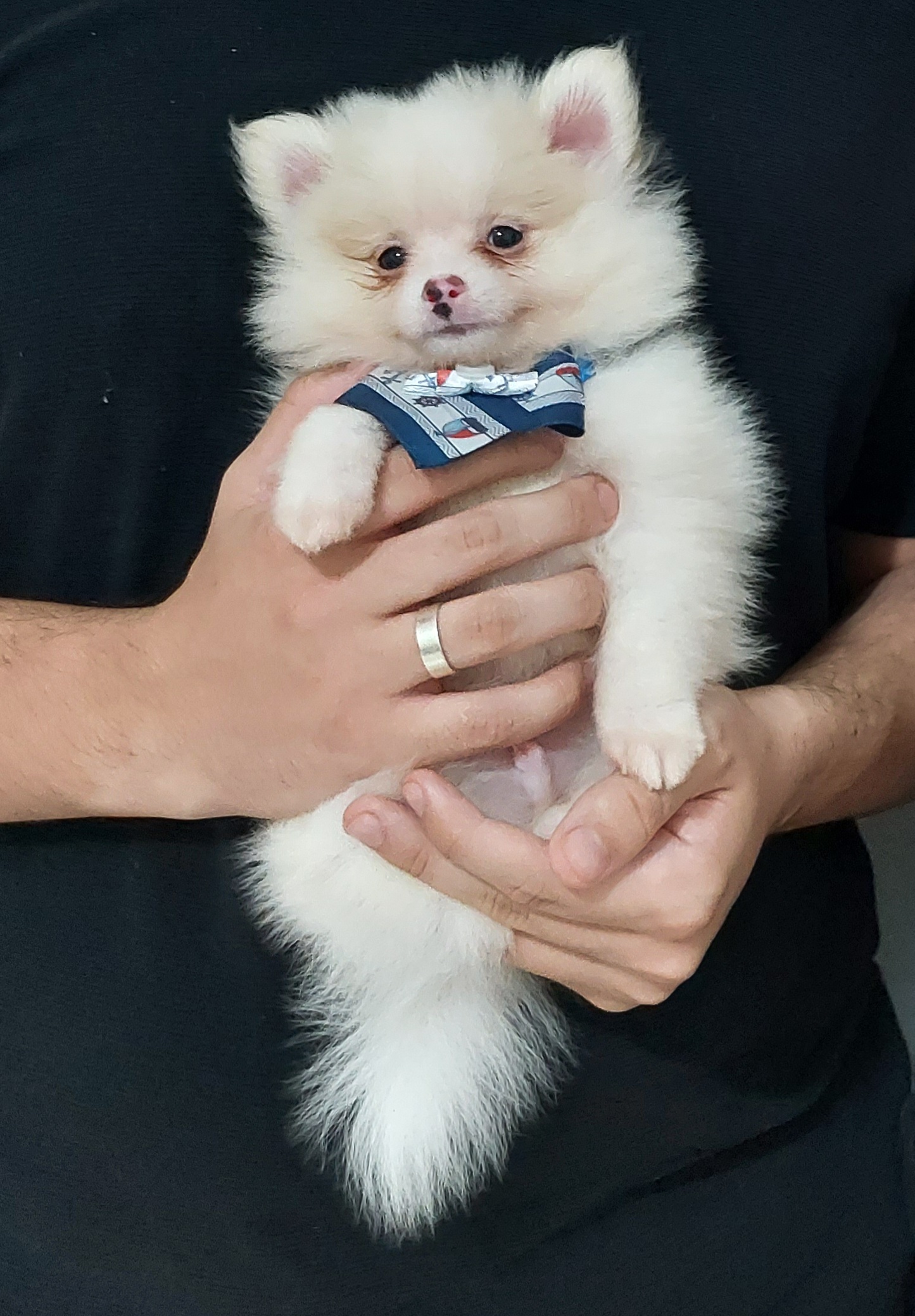 Filhote macho de Lulu da pomerânia (spitz alemão) com pedigree  - Foto 1