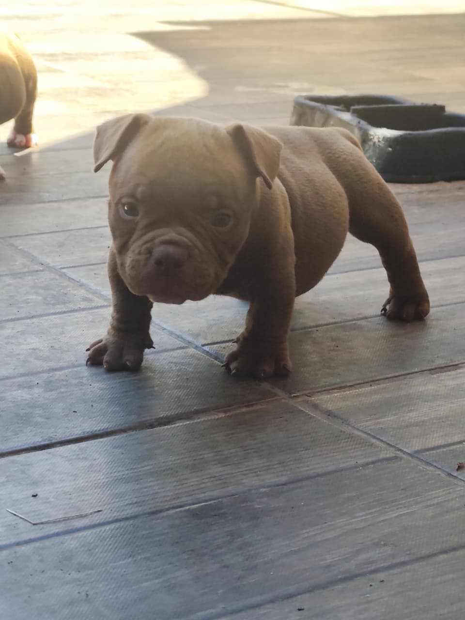 American Bully Micro - Foto 1