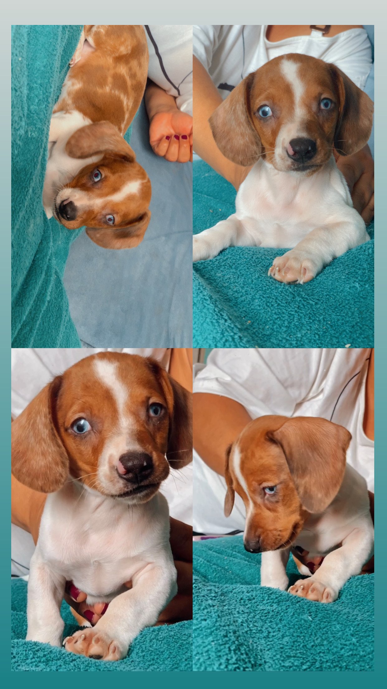 Filhote de Dachshund  - Foto 1