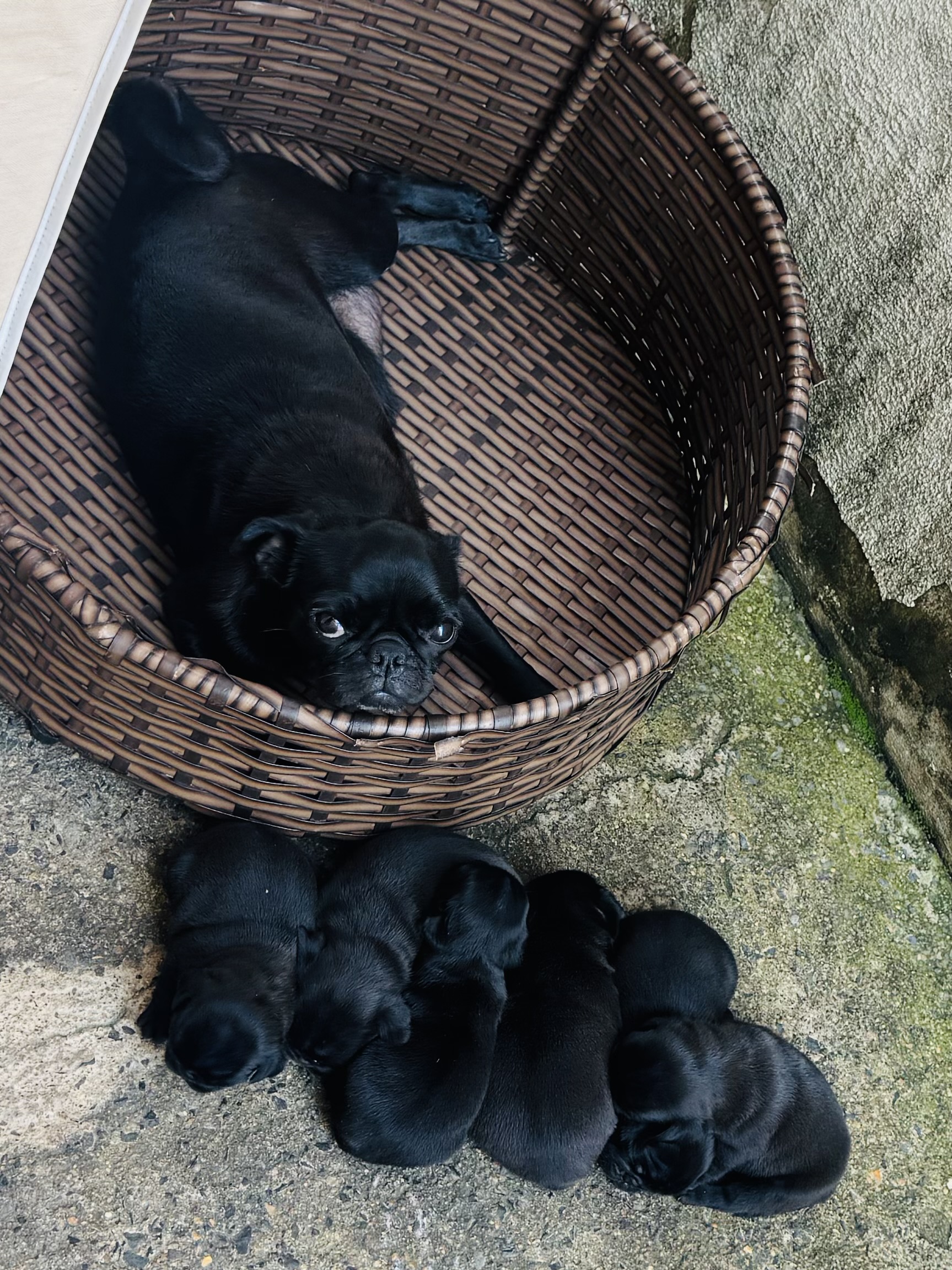 Vendo filhotes de Pug - Foto 1