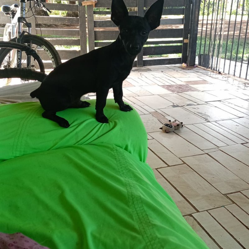 vendo um lindo Pincher tem uma ano todo vacinado nunca ficou doente muito bem cuidado