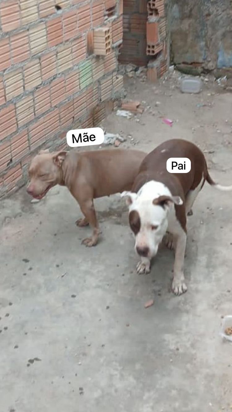 Vendo pitbull original  - Foto 3