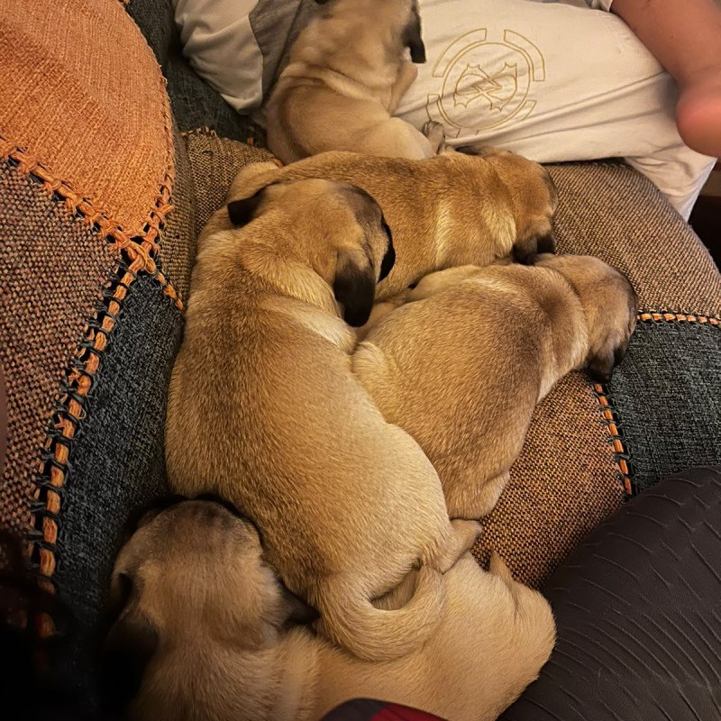 Lindos filhotes de Pugs - Foto 2