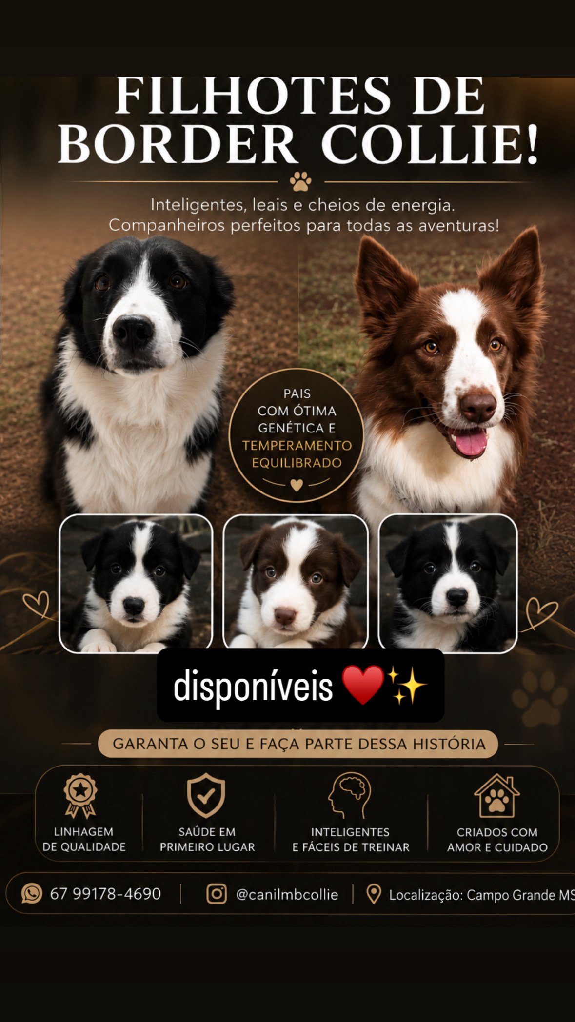 Border collie 