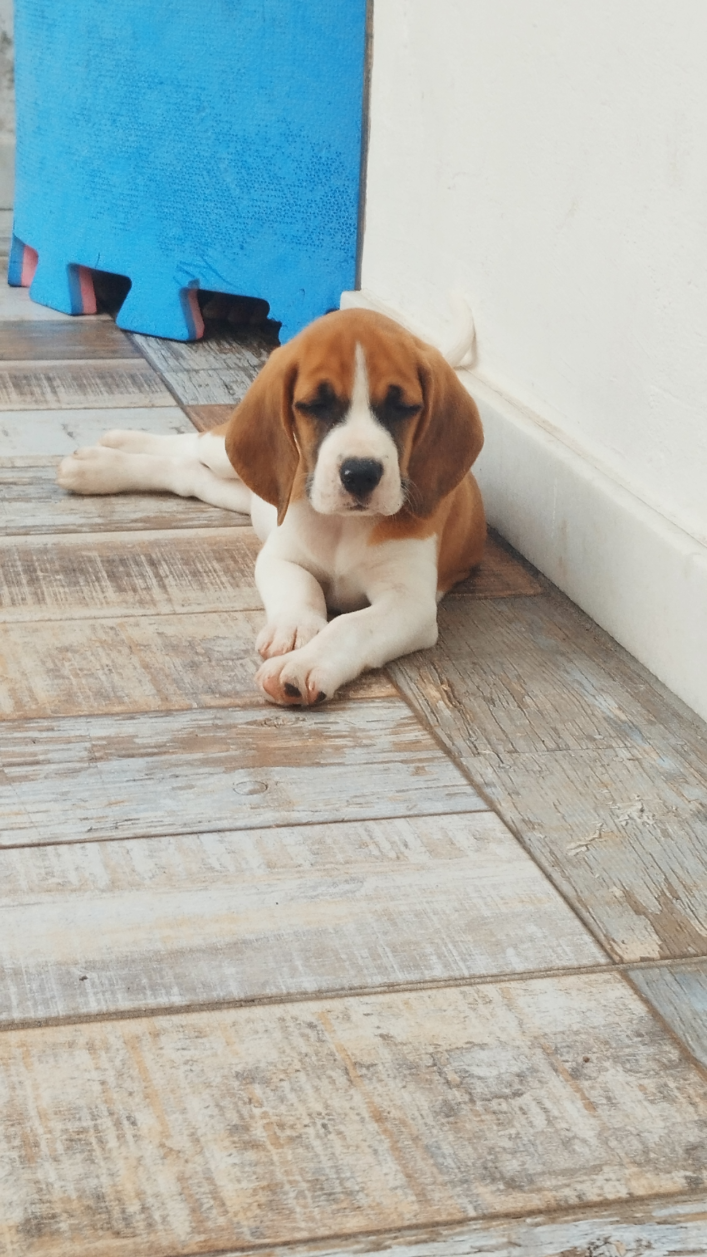 Portal Vendocão Lindos filhotes de BEAGLE  Salvador 