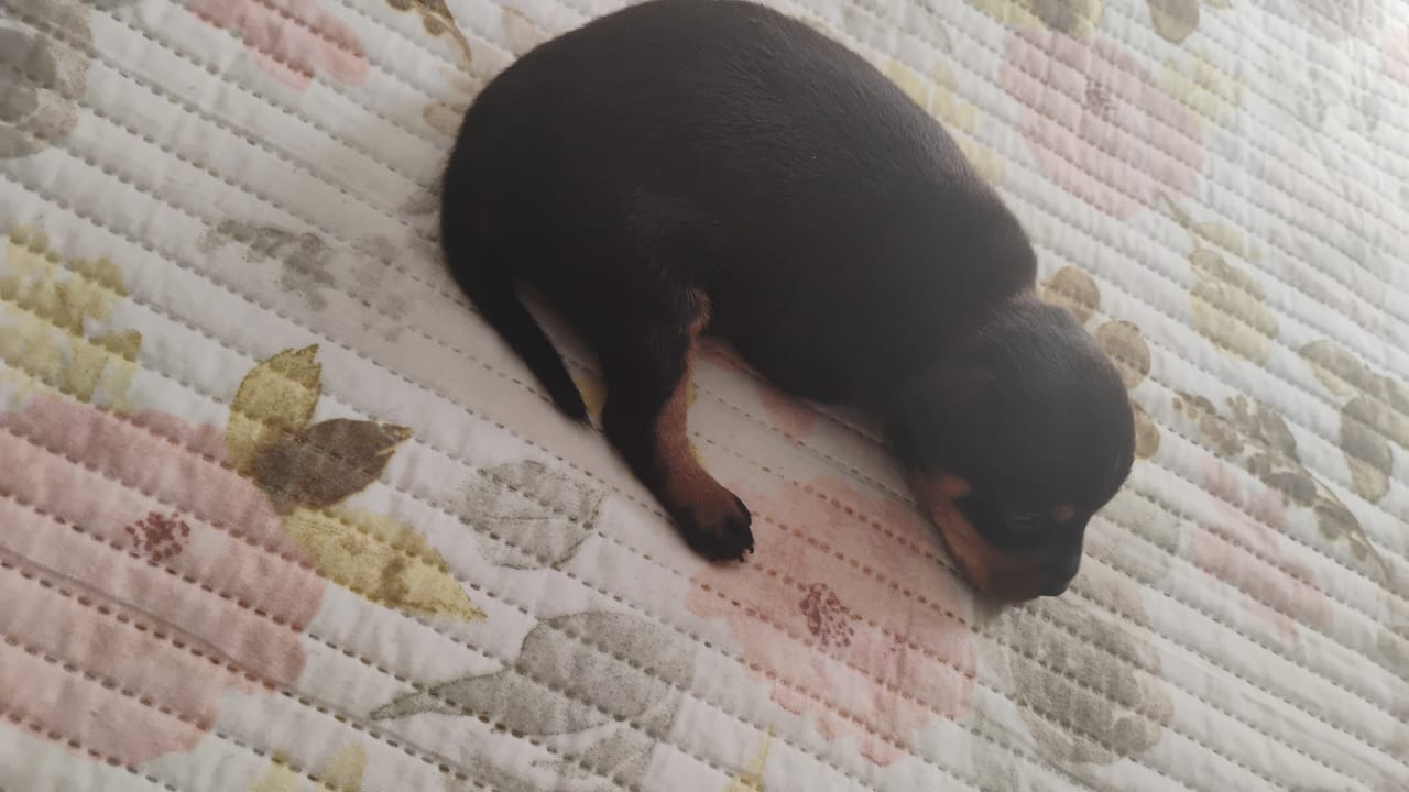 Portal Vendocão Vende-se um Cachorro Filhote Pinsher Macho 15 dias Nascido Teresina