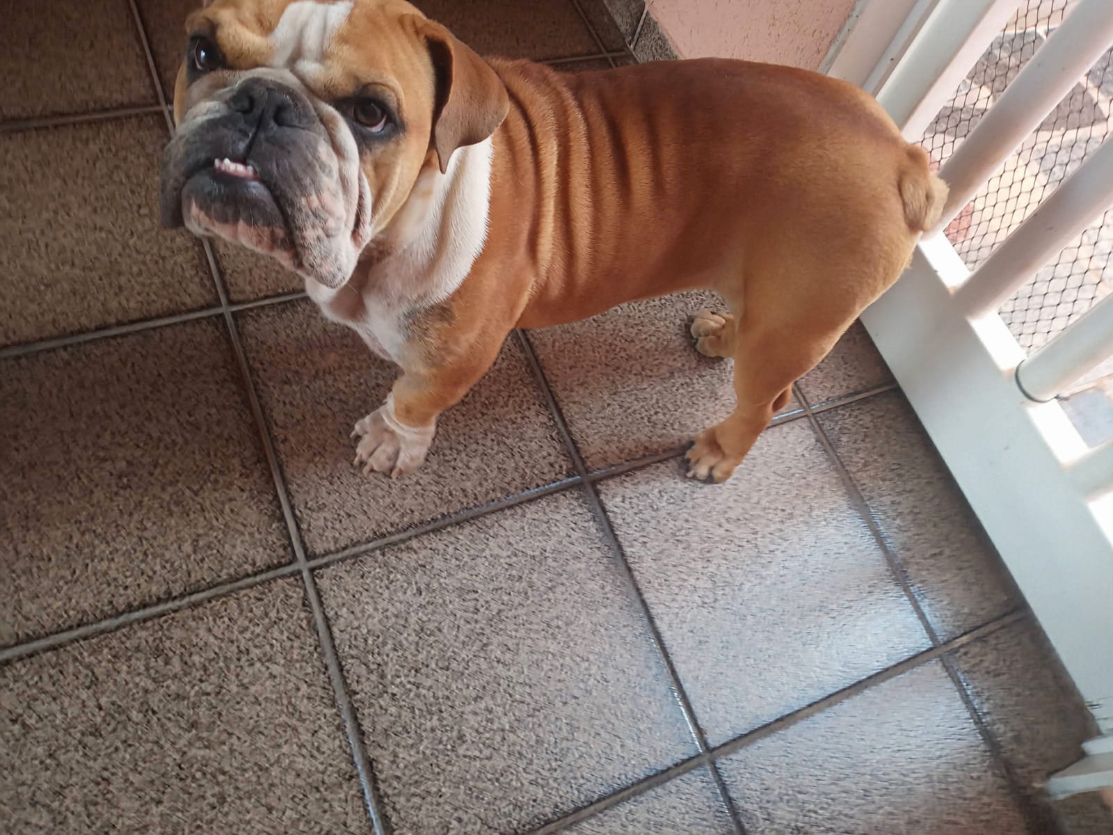 Vendo buldog inglês  - Foto 1