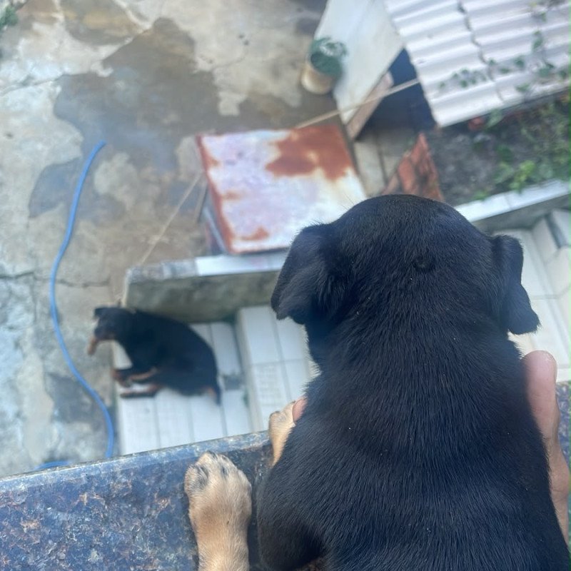 Filhote de rotweiler puro