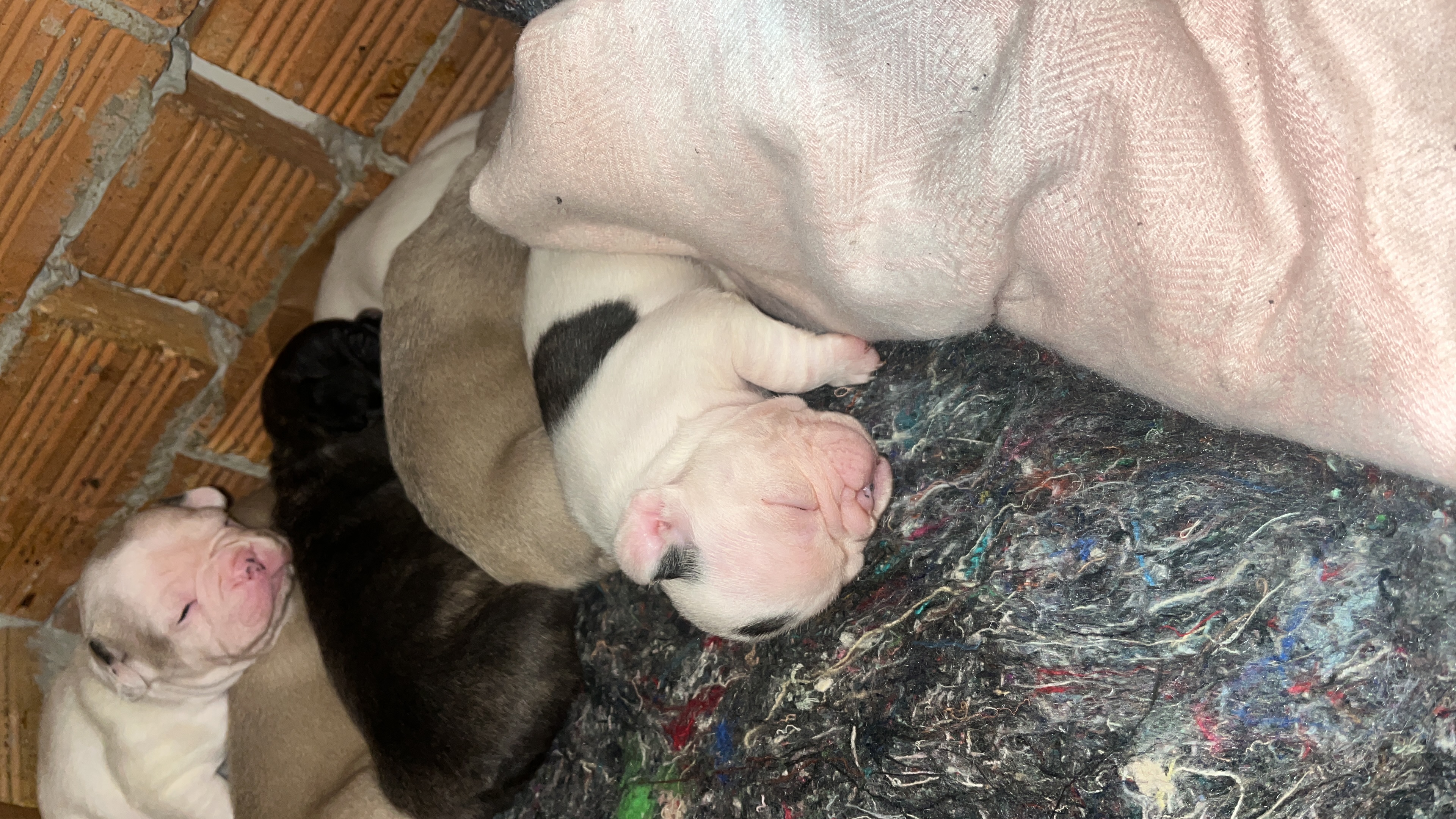 Buldogue francês  - Foto 5