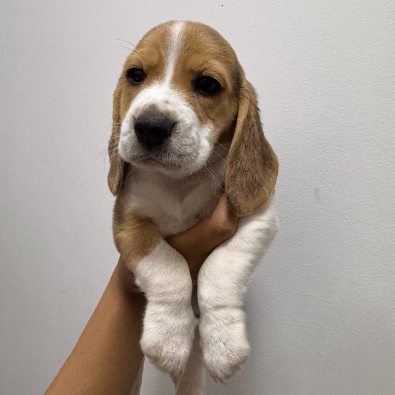 Lindos filhotes de beagle legitimos - Foto 1