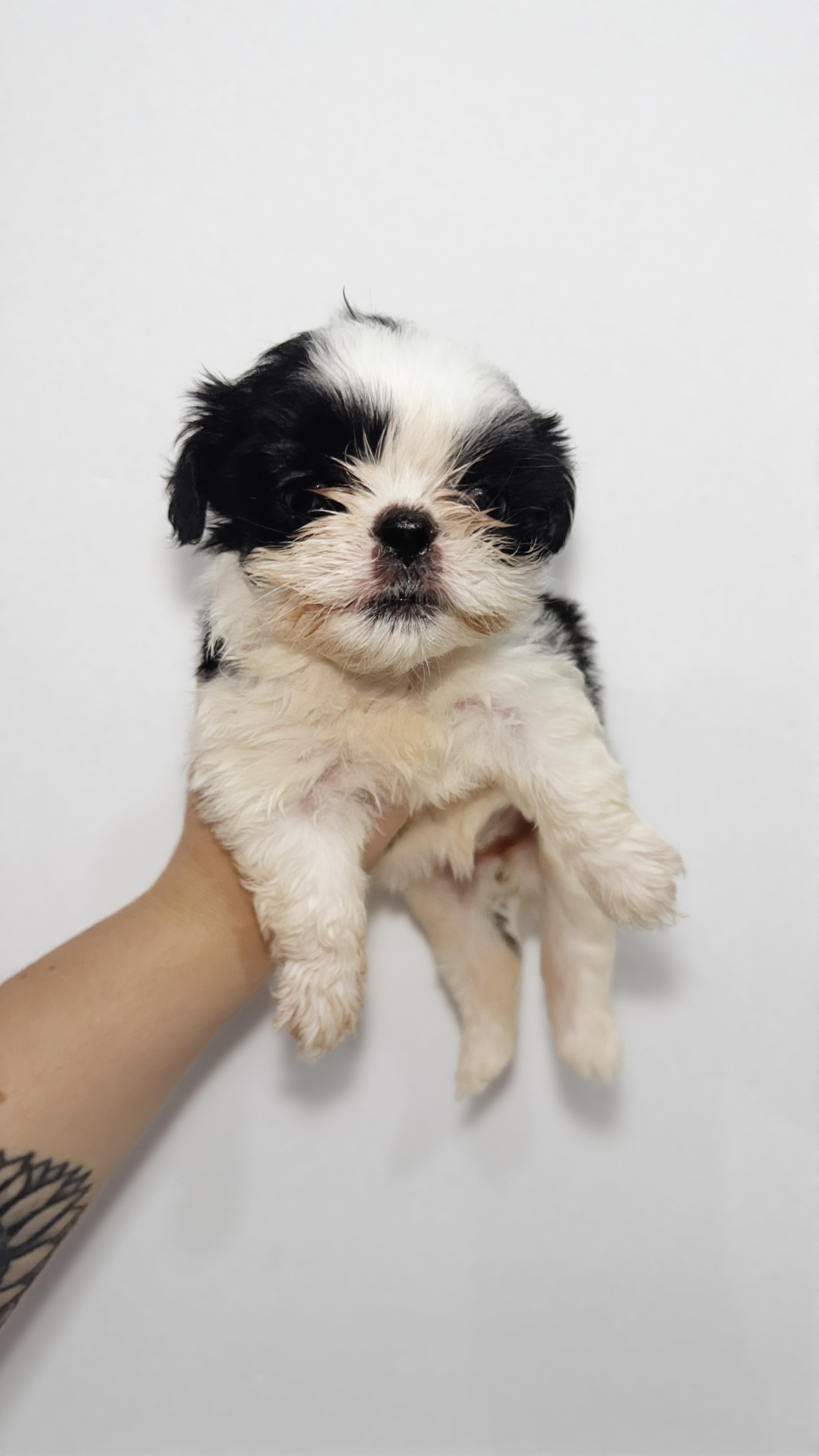 Portal Vendocão Shihtzu filhote Campos dos Goytacazes 