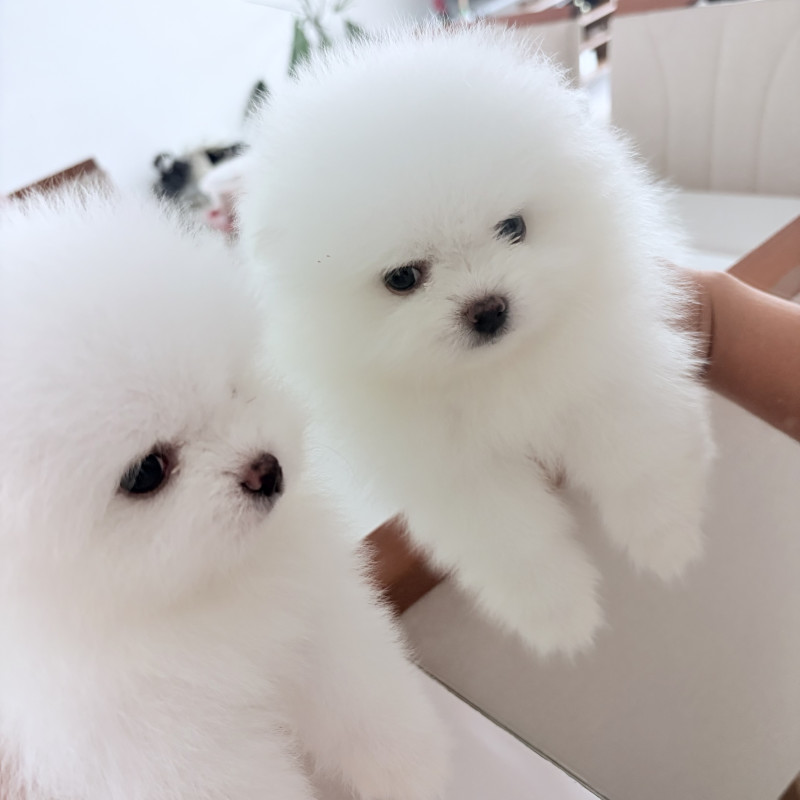 Vendo Lulu da pomerania teddy bear branco - Foto 3