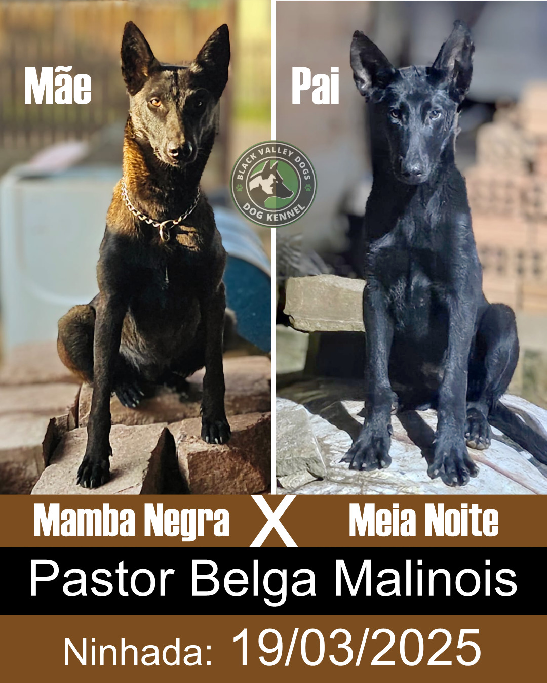 Portal Vendocão Pastor belga Malinois com pedigree filhotes disponíveis Canoas 