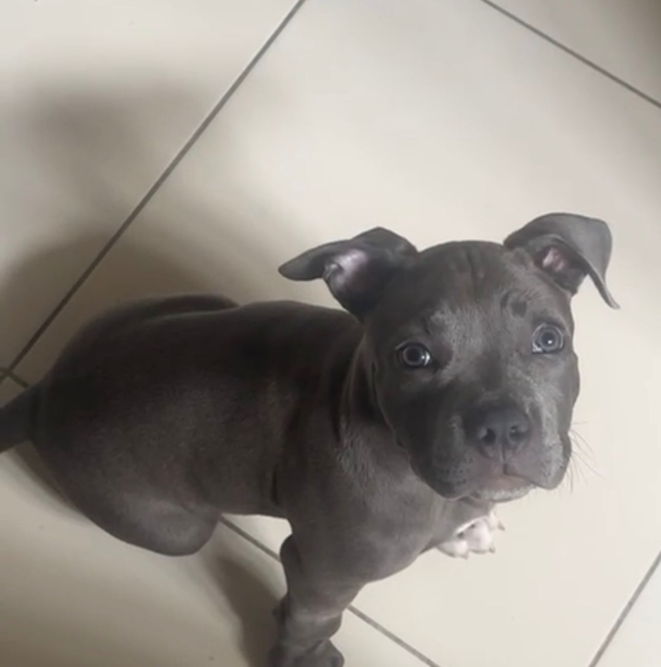American Bully disponível - Filhote lindo, saudável e super dócil!  - Foto 2