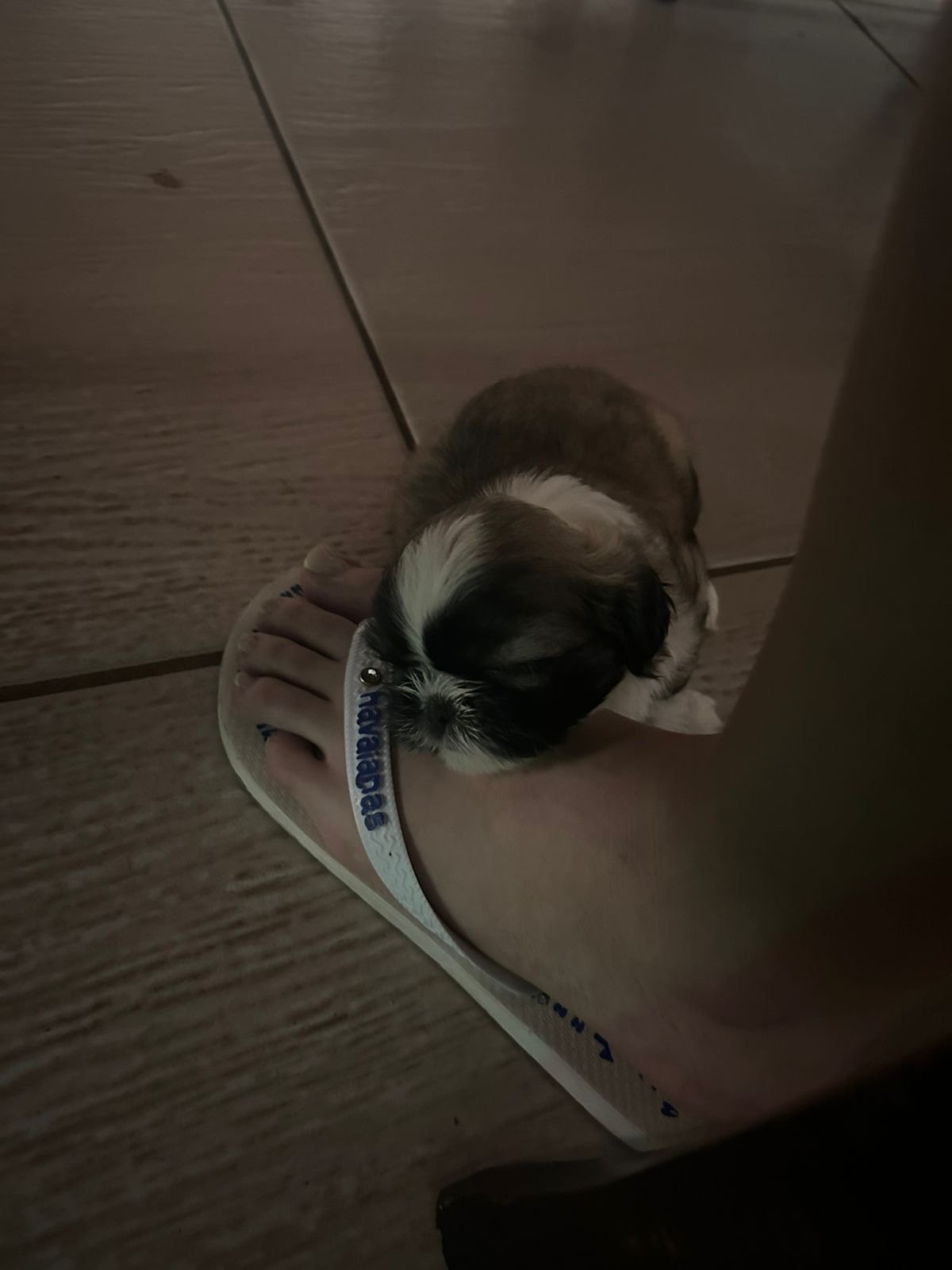 Filhote Shih-tzu fêmea linda 🐶 pronta pra entrega | Vermifugada + super dócil