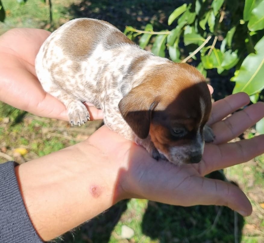 Dachshund Piebald - Foto 3