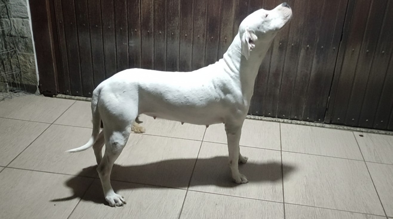 Portal Vendocão Dogo Argentino  Porto Alegre